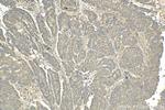 NTF2 Antibody in Immunohistochemistry (Paraffin) (IHC (P))
