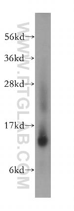 NTF2 Antibody in Western Blot (WB)