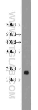 MRPL49 Antibody in Western Blot (WB)