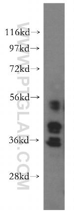 WDR5 Antibody in Western Blot (WB)