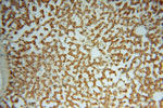 PDIR Antibody in Immunohistochemistry (Paraffin) (IHC (P))