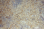 PDIR Antibody in Immunohistochemistry (Paraffin) (IHC (P))
