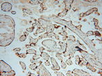 PDIR Antibody in Immunohistochemistry (Paraffin) (IHC (P))