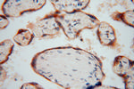 PDIR Antibody in Immunohistochemistry (Paraffin) (IHC (P))