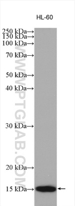 VAMP8 Antibody in Western Blot (WB)