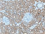UROD Antibody in Immunohistochemistry (Paraffin) (IHC (P))