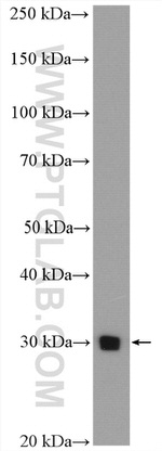 PGAM2 Antibody in Western Blot (WB)