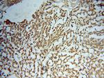 PNPO Antibody in Immunohistochemistry (Paraffin) (IHC (P))