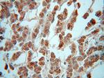 PNPO Antibody in Immunohistochemistry (Paraffin) (IHC (P))