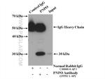 PNPO Antibody in Immunoprecipitation (IP)