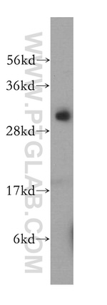 PNPO Antibody in Western Blot (WB)