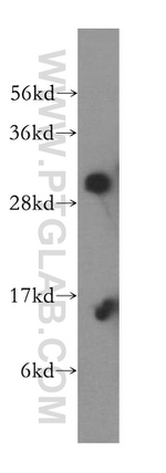PNPO Antibody in Western Blot (WB)