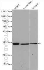 PNPO Antibody in Western Blot (WB)