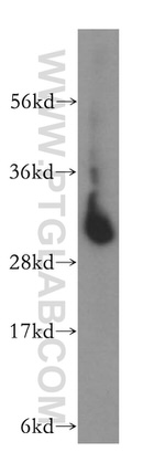 PNPO Antibody in Western Blot (WB)