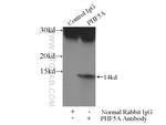 PHF5A Antibody in Immunoprecipitation (IP)
