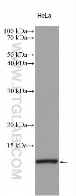 PHF5A Antibody in Western Blot (WB)