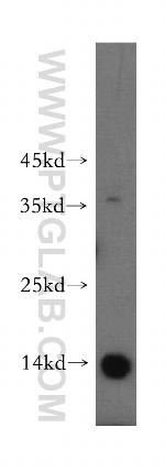 PHF5A Antibody in Western Blot (WB)