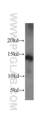 PHF5A Antibody in Western Blot (WB)