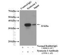 Syntaxin 3 Antibody in Immunoprecipitation (IP)