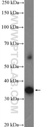 Syntaxin 3 Antibody in Western Blot (WB)