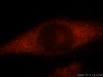 DIRAS2 Antibody in Immunocytochemistry (ICC/IF)