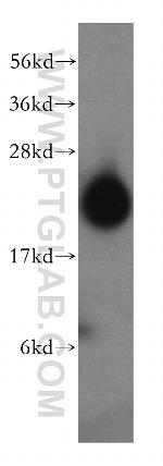 DIRAS2 Antibody in Western Blot (WB)