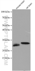 DIRAS2 Antibody in Western Blot (WB)