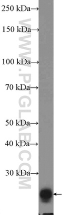 DIRAS2 Antibody in Western Blot (WB)