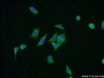 ZNF259 Antibody in Immunocytochemistry (ICC/IF)