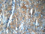 ZNF259 Antibody in Immunohistochemistry (Paraffin) (IHC (P))