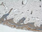 ZNF259 Antibody in Immunohistochemistry (Paraffin) (IHC (P))