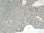 NDUFA1 Antibody in Immunohistochemistry (Paraffin) (IHC (P))