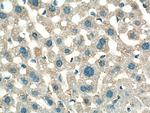 NDUFA1 Antibody in Immunohistochemistry (Paraffin) (IHC (P))