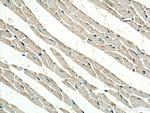 NDUFA1 Antibody in Immunohistochemistry (Paraffin) (IHC (P))