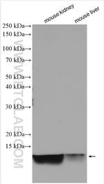 NDUFA1 Antibody in Western Blot (WB)