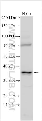 SEH1L Antibody in Western Blot (WB)