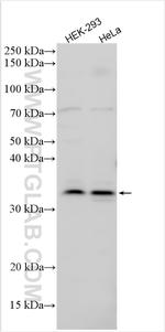 SEH1L Antibody in Western Blot (WB)
