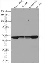 Flotillin 1 Antibody in Western Blot (WB)