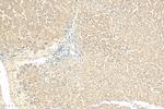 NDUFB9 Antibody in Immunohistochemistry (Paraffin) (IHC (P))