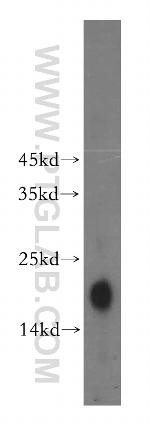 NDUFB9 Antibody in Western Blot (WB)