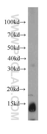 NDUFC2 Antibody in Western Blot (WB)
