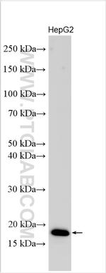 HIG2 Antibody in Western Blot (WB)