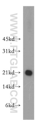 SELS Antibody in Western Blot (WB)