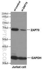 ZAP70 Antibody in Western Blot (WB)