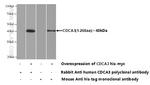 CDCA3 Antibody in Western Blot (WB)