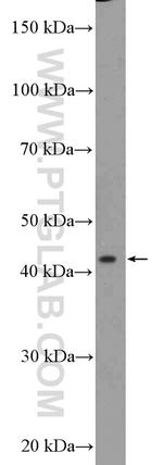 SSBP4 Antibody in Western Blot (WB)