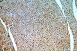 REXO2 Antibody in Immunohistochemistry (Paraffin) (IHC (P))