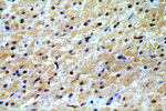 REXO2 Antibody in Immunohistochemistry (Paraffin) (IHC (P))