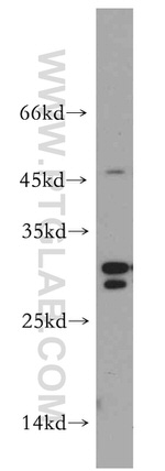 REXO2 Antibody in Western Blot (WB)