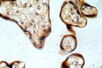 REXO2 Antibody in Immunohistochemistry (Paraffin) (IHC (P))
